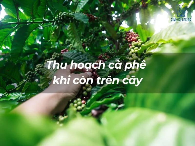 7 Bước Trong Quy Trình Thu Hoạch Cà Phê Từ Nông Trại Đến Ly Drip Coffee Thơm Ngon quy trình thu hoạch cà phê